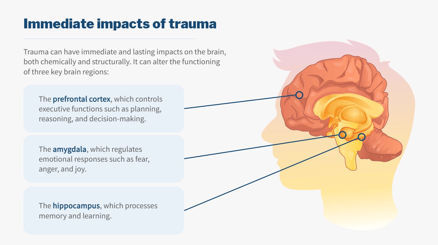 Illustration of the brain labeling the prefrontal cortex, amygdala and hippocampus