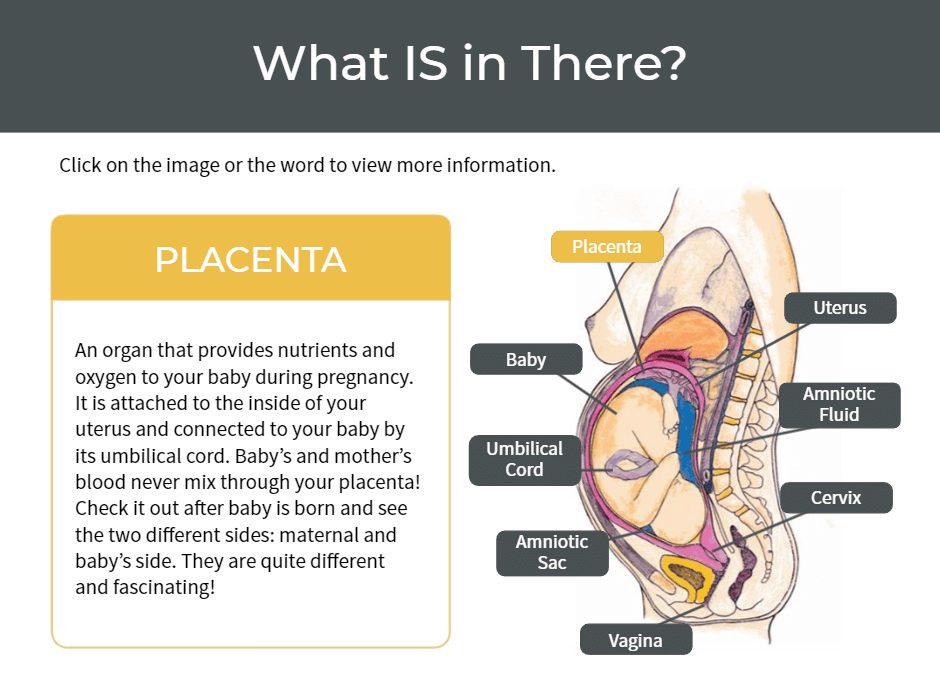 Labeled diagram of a baby in the womb, with a panel describing the placenta