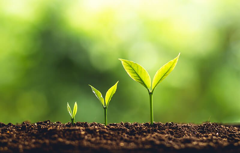 Image depicts three plants side by side, at various stages of development, coming up out of the soil against an organic green background.